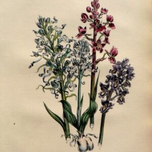 Plate 56. Jane W. Loudon. (Orchids) British Wild Flowers. London: William Smith, 1849