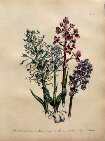 Plate 56. Jane W. Loudon. (Orchids) British Wild Flowers. London: William Smith, 1849