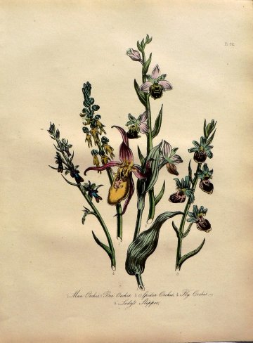 Plate 57. Jane W. Loudon. (Orchids) British Wild Flowers. London: William Smith, 1849.