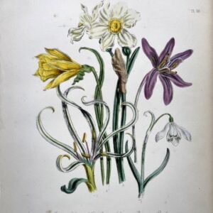 Plate 58 Crocus, Daffodil, Snowdrop British Wildflowers. London: William Smith, 1846.