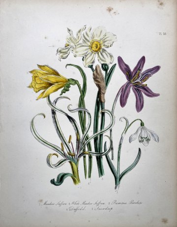 Plate 58 Crocus, Daffodil, Snowdrop British Wildflowers. London: William Smith, 1846.