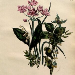 Plate 60. Jane W. Loudon. (Lily of the Valley, etc) British Wild Flowers. London: William Smith, 1849.