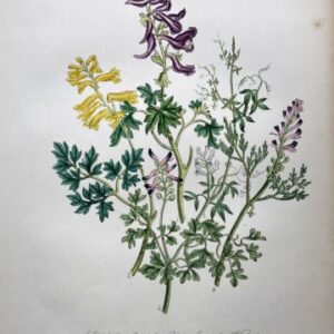 Plate 8 Corydalis British Wildflowers. London: William Smith, 1846.