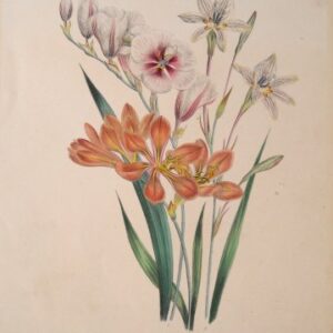 Plate 17 Globeflower The Ladies Flower Garden. London: Day & Haghe, 1841.