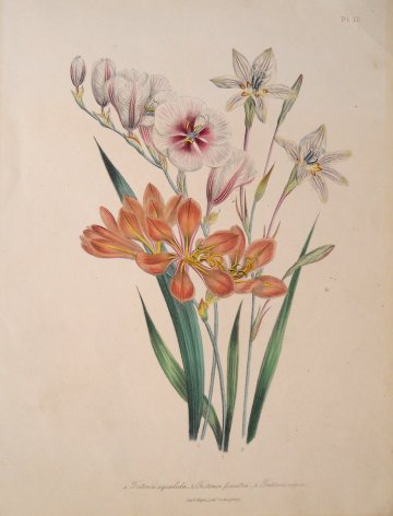 Plate 17 Globeflower The Ladies Flower Garden. London: Day & Haghe, 1841.