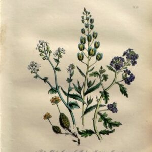 Plate 10 (Grass, Mustard, Rocket) British Wild Flowers. London: William Smith, 1849.