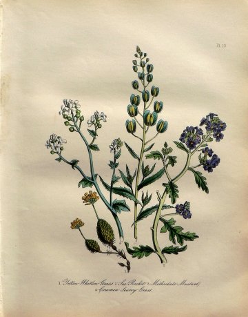 Plate 10 (Grass, Mustard, Rocket) British Wild Flowers. London: William Smith, 1849.