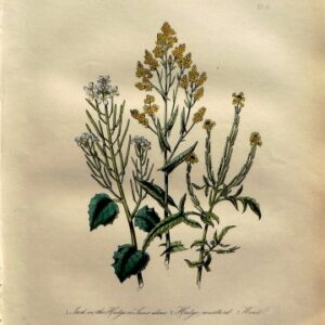 Plate 11 (Woad, Jack in the Hedge) British Wild Flowers. London: William Smith, 1849