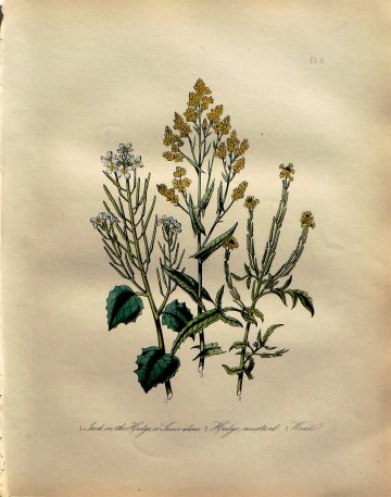 Plate 11 (Woad, Jack in the Hedge) British Wild Flowers. London: William Smith, 1849