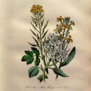 Plate 12, (Cabbage, Mustard, Kale) British Wild Flowers.London: William Smith, 1849.
