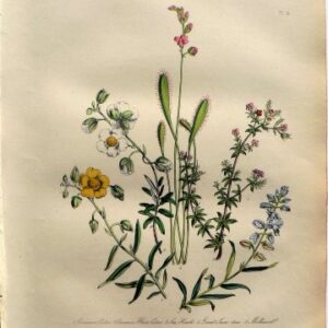 Plate 14. Jane W. Loudon. (Cistus, Sea Heath) British Wild Flowers. London: William Smith, 1849.