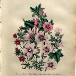 Plate 15 (Mallows) British Wild Flowers. London: William Smith, 1849.