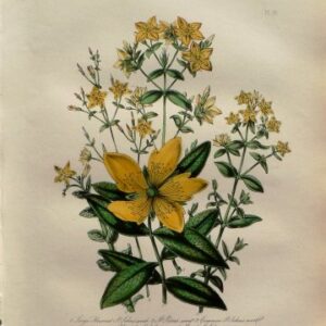 Plate 16. Jane W. Loudon. (St. John's Wort) British Wild Flowers. London: William Smith, 1849.