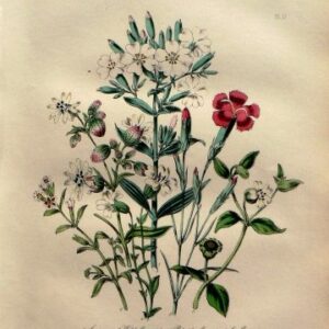 Plate 17. Jane W. Loudon. (Wild Carnation, Campion) British Wild Flowers. London: William Smith, 1849.