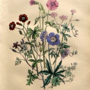 Plate 20. Jane W. Loudon. (Crane's Bill) British Wild Flowers. London: William Smith, 1849.