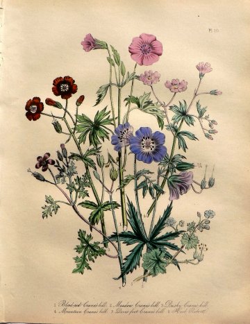 Plate 20. Jane W. Loudon. (Crane's Bill) British Wild Flowers. London: William Smith, 1849.