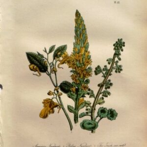 Plate 21. Jane W. Loudon. (Navelwort, Touch Me Not) British Wild Flowers. London: William Smith, 1849.