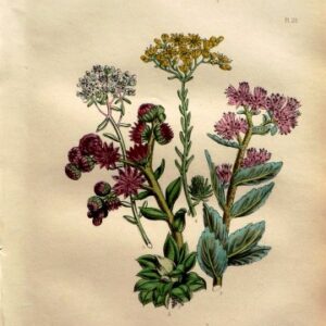 Plate 22. Jane W. Loudon. (Orpine, Stonecrop) British Wild Flowers. London: William Smith, 1849.