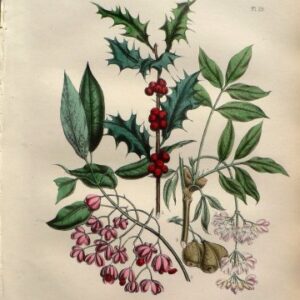 Plate 25. Jane W. Loudon. (Holly, Spindle Tree) British Wild Flowers. London: William Smith, 1849.