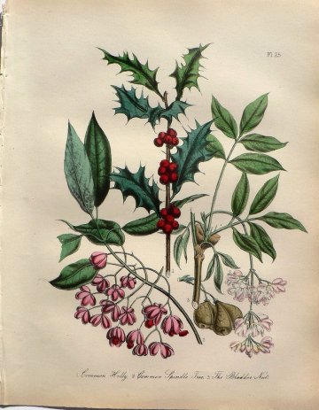 Plate 25. Jane W. Loudon. (Holly, Spindle Tree) British Wild Flowers. London: William Smith, 1849.