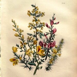 Plate 26. Jane W. Loudon. (Gorse, Broom) British Wild Flowers. London: William Smith, 1849.