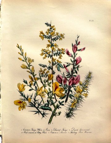 Plate 26. Jane W. Loudon. (Gorse, Broom) British Wild Flowers. London: William Smith, 1849.