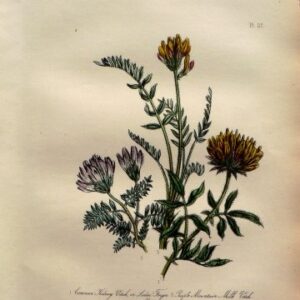 Plate 27. Jane W. Loudon. (Vetch) British Wild Flowers. London: William Smith, 1849.