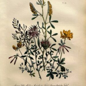 Plate 28. Jane W. Loudon. (Trefoil, Meliot) British Wild Flowers. London: William Smith, 1849.