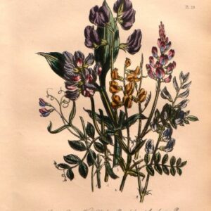 Plate 29. Jane W. Loudon. (Pea) British Wild Flowers. London: William Smith, 1849.