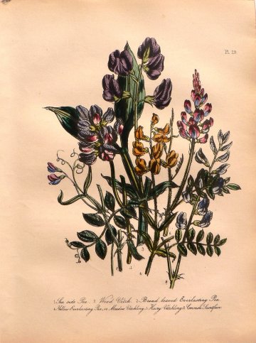 Plate 29. Jane W. Loudon. (Pea) British Wild Flowers. London: William Smith, 1849.