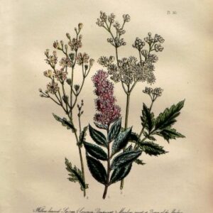 Plate 30. Jane W. Loudon. (Spirea, Meadow Sweet) British Wild Flowers. London: William Smith, 1849.