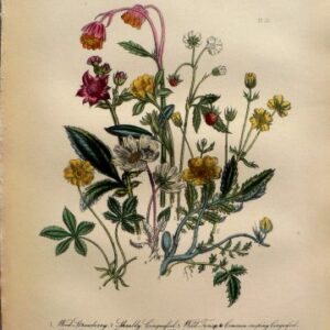 Plate 33. Jane W. Loudon. (Srawberry, Tansy, Cinquefoil) British Wild Flowers. London: William Smith, 1849.
