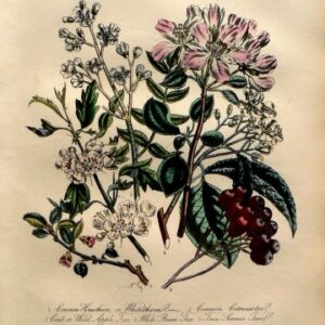 Plate 35. Jane W. Loudon. (Hawthorn, Cotoneaster, Crab Apple, Service Tree) British Wild Flowers. London: William Smith, 1849.