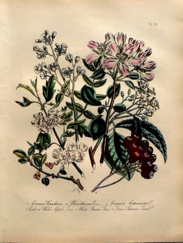 Plate 35. Jane W. Loudon. (Hawthorn, Cotoneaster, Crab Apple, Service Tree) British Wild Flowers. London: William Smith, 1849.