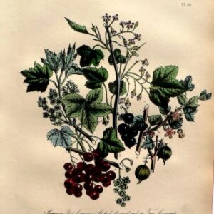 Plate 36. Jane W. Loudon. (Red Currant, Black Current, Gooseberry) British Wild Flowers. London: William Smith, 1849.