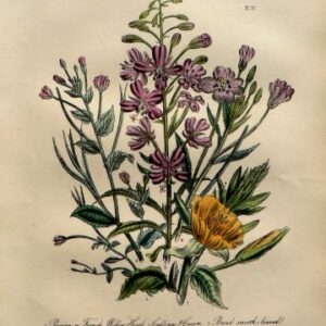 Plate 37. Jane W. Loudon. (Willow Herb, Evening Primrose) British Wild Flowers. London: William Smith, 1849.