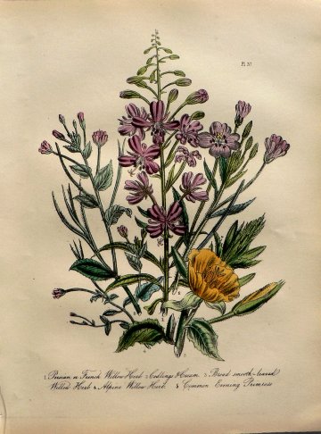 Plate 37. Jane W. Loudon. (Willow Herb, Evening Primrose) British Wild Flowers. London: William Smith, 1849.