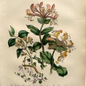 Plate 40. Jane W. Loudon. (Honeysuckle, Linnea) British Wild Flowers. London: William Smith, 1849.