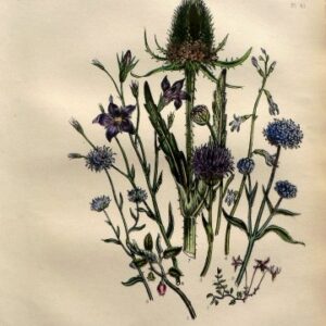 Plate 41. Jane W. Loudon. (Cranberry, Bell-flower, Scabious) British Wild Flowers. London: William Smith, 1849.