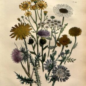 Plate 42. Jane W Loudon. (Ragwort, Daisy, Camomile, Yarrow) British Wild Flowers. London: William Smith, 1849.