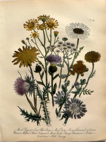 Plate 42. Jane W Loudon. (Ragwort, Daisy, Camomile, Yarrow) British Wild Flowers. London: William Smith, 1849.