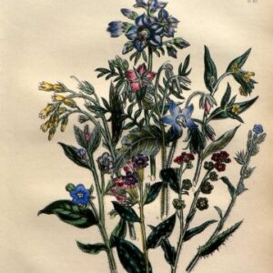 Plate 43. Jane W Loudon. (Lungwort, Comfrey, Valerian) British Wild Flowers. London: William Smith, 1849.