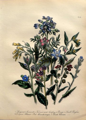 Plate 43. Jane W Loudon. (Lungwort, Comfrey, Valerian) British Wild Flowers. London: William Smith, 1849.