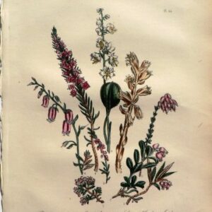 Plate 44. Jane W. Loudon.(Azalea, Andromeda, Heath) British Wild Flowers. London: William Smith, 1849.
