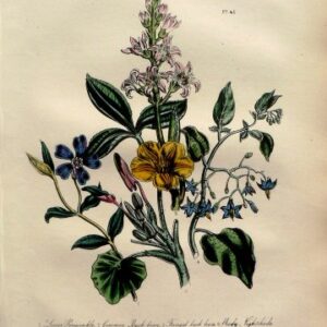 Plate 45. Jane W. Loudon.(Periwinkle, Nightshade) British Wild Flowers. London: William Smith, 1849.