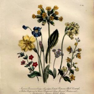 Plate 46. Jane W. Loudon (Primrose, Cowslips, Pimpernel, Loosestrife) British Wild Flowers. London: William Smith, 1849.