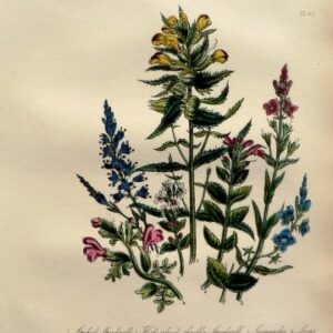 Plate 47. Jane W Loudon. (Speedwell, etc) British Wild Flowers. London: William Smith, 1849.