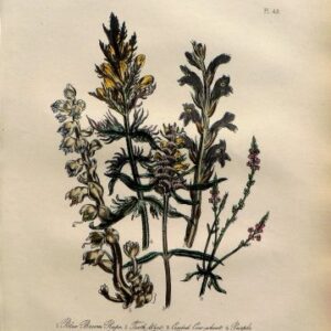 Plate 49. Jane W. Loudon. (Broom, Vervain, etc) British Wild Flowers. London: William Smith, 1849