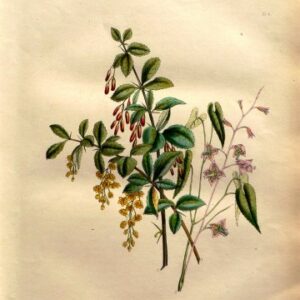 Plate 4. (Barberry) Jane W. Loudon. British Wild Flowers. London:William Smith, 1849.