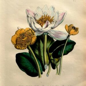 Plate 5. (Waterlies) British Wild Flowers. London: William Smith, 1849.